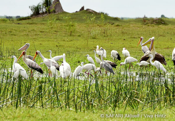 viktoriafaelle botswana safari titel